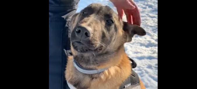 catelul raf noul membru al brigazii speciale de interventie video 69678bb4ae3b0