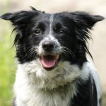 cruzime fara margini un barbat a fost retinut dupa ce a ucis un caine tarandu l legat de o caruta 697deab01f109