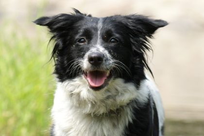 cruzime fara margini un barbat a fost retinut dupa ce a ucis un caine tarandu l legat de o caruta 697deab01f109