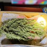 cultura de canabis depistata in judetul vaslui un suspect a ajuns dupa gratii 697b522b5bc43