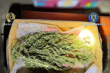 cultura de canabis depistata in judetul vaslui un suspect a ajuns dupa gratii 697b522b5bc43