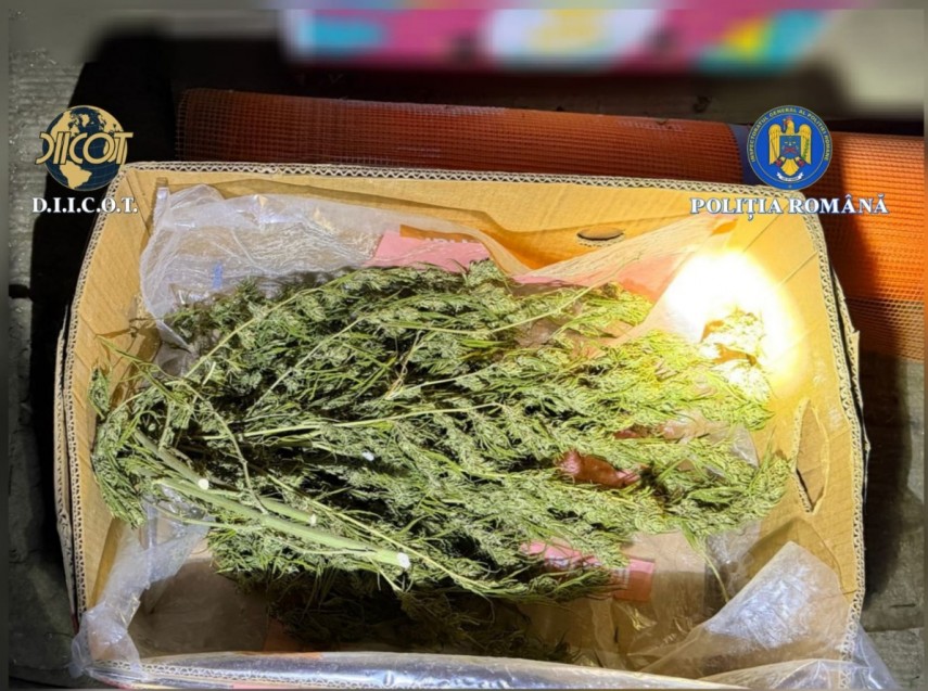 cultura de canabis depistata in judetul vaslui un suspect a ajuns dupa gratii 697b522b5bc43