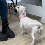 detalii din dosar razbunare socanta un barbat a ucis doi caini mici dupa ce fiul sau s a impiedicat de ei cu bicicleta 696605e8ee830