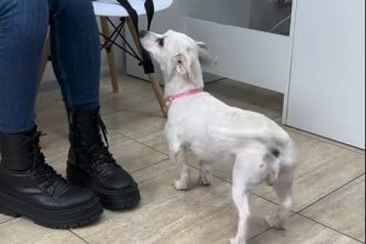 detalii din dosar razbunare socanta un barbat a ucis doi caini mici dupa ce fiul sau s a impiedicat de ei cu bicicleta 696605e8ee830