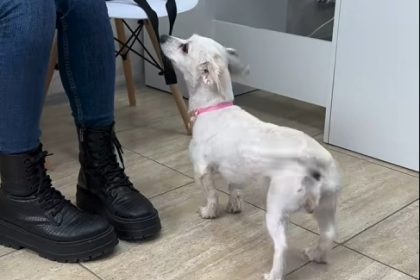 detalii din dosar razbunare socanta un barbat a ucis doi caini mici dupa ce fiul sau s a impiedicat de ei cu bicicleta 696605e8ee830