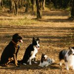 doua proiecte de lege despre cainii fara stapan starnesc controverse majore 695bbc2e5f99f