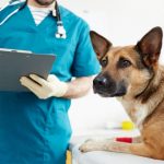 drepturile si obligatiile legale ale detinatoriilor de animale de companie detalii de la primaria constanta 69661043e47f8