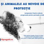 dsu avertizeaza animalele au nevoie de protectie in contextul temperaturilor extrem de scazute 6965f07170d6e