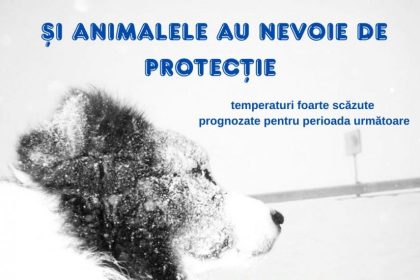 dsu avertizeaza animalele au nevoie de protectie in contextul temperaturilor extrem de scazute 6965f07170d6e