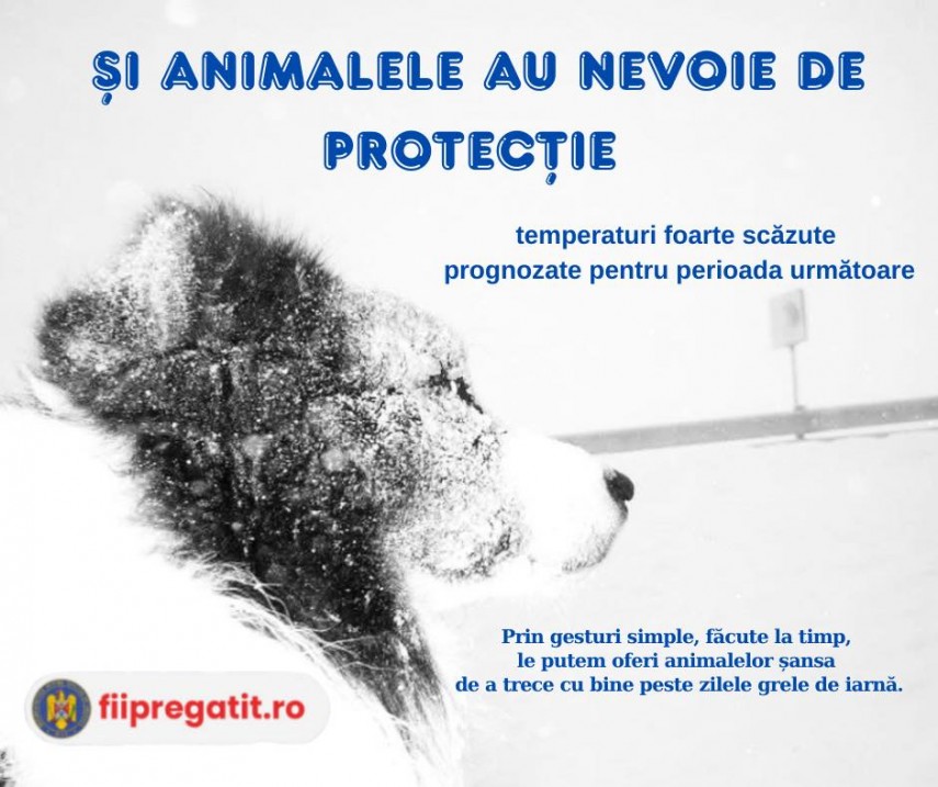 dsu avertizeaza animalele au nevoie de protectie in contextul temperaturilor extrem de scazute 6965f07170d6e