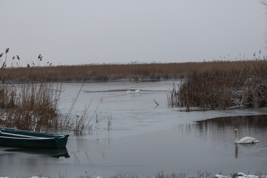 foto linistea deplina a deltei cum arata diminetile geroase in paradisul apelor 6963cbe4a0ed7
