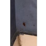 fotovideo avertismente si amenzi aplicate de anpc la souvlaki bar din constanta gandaci in bucatarie si alte nereguli 696e628509ace