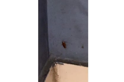 fotovideo avertismente si amenzi aplicate de anpc la souvlaki bar din constanta gandaci in bucatarie si alte nereguli 696e628509ace