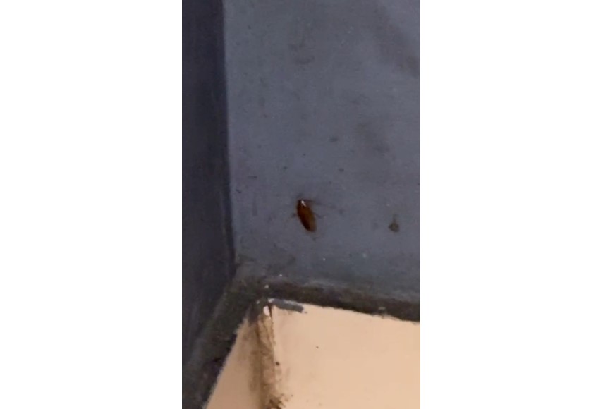 fotovideo avertismente si amenzi aplicate de anpc la souvlaki bar din constanta gandaci in bucatarie si alte nereguli 696e628509ace