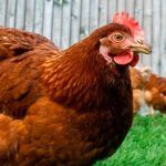 guvernul prelungeste termenul de finalizare a investitiilor pentru programele de sustinere a sectoarelor suin si avicol 697ca3a8beed4