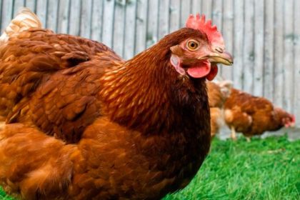 guvernul prelungeste termenul de finalizare a investitiilor pentru programele de sustinere a sectoarelor suin si avicol 697ca3a8beed4