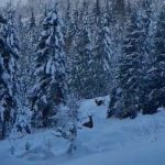 imagini emotionante cu doi cerbi surprinsi de jandarmii montani pe un traseu din pasul rotunda din muntii rodnei 696cfc186a123