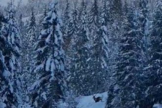 imagini emotionante cu doi cerbi surprinsi de jandarmii montani pe un traseu din pasul rotunda din muntii rodnei 696cfc186a123