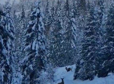 imagini emotionante cu doi cerbi surprinsi de jandarmii montani pe un traseu din pasul rotunda din muntii rodnei 696cfc186a123