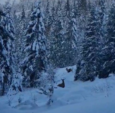 imagini emotionante cu doi cerbi surprinsi de jandarmii montani pe un traseu din pasul rotunda din muntii rodnei 696cfc186a123