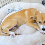 in ce conditii mai poti tine un caine sau o pisica la bloc decizia luata de autoritati produce controverse 6963638b61c55