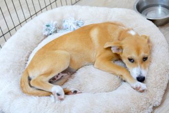 in ce conditii mai poti tine un caine sau o pisica la bloc decizia luata de autoritati produce controverse 6963638b61c55