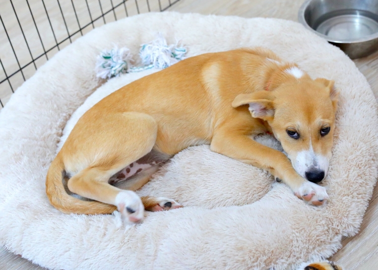 in ce conditii mai poti tine un caine sau o pisica la bloc decizia luata de autoritati produce controverse 6963638b61c55