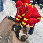 interventie de urgenta pentru salvarea unui catel dintr un incendiu salvatorii smurd au intervenit in sprijinul animalului 696926fb43637