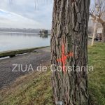 mai multi copaci din parcul tabacarie au fost taiati in zona au loc lucrari de reabilitare si consolidare a malurilor lacului 69787aad0ae6a