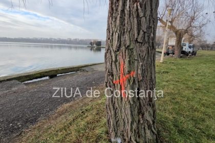 mai multi copaci din parcul tabacarie au fost taiati in zona au loc lucrari de reabilitare si consolidare a malurilor lacului 69787aad0ae6a