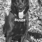 moment de despartire politistii isi iau adio de la suier cainele si prietenul de nadejde a fost mai mult decat un coleg a fost un camarad 6957e3dd1db4d