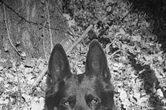 moment de despartire politistii isi iau adio de la suier cainele si prietenul de nadejde a fost mai mult decat un coleg a fost un camarad 6957e3dd1db4d