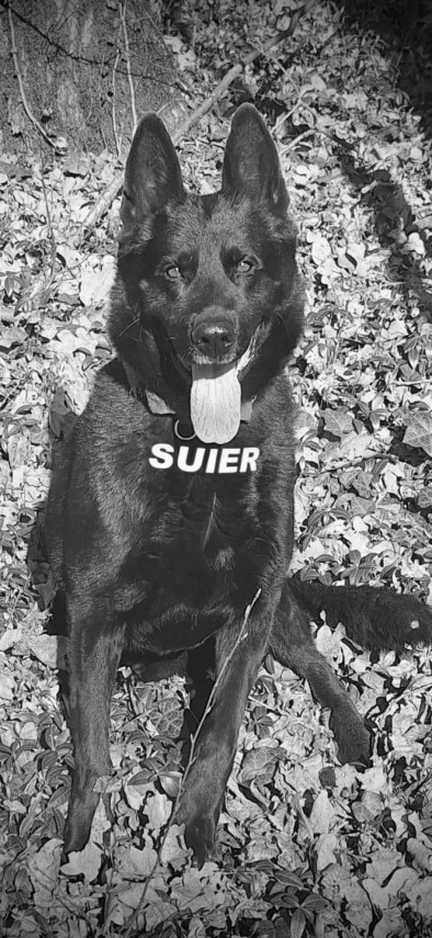 moment de despartire politistii isi iau adio de la suier cainele si prietenul de nadejde a fost mai mult decat un coleg a fost un camarad 6957e3dd1db4d