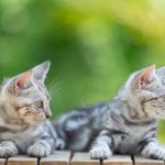 o insula din grecia ofera cazare si mese gratuite pentru cei care au grija de pisicile fara stapan 695d0a4c4fa9d