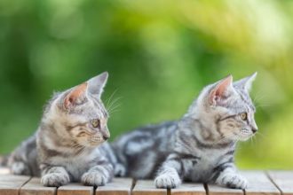 o insula din grecia ofera cazare si mese gratuite pentru cei care au grija de pisicile fara stapan 695d0a4c4fa9d