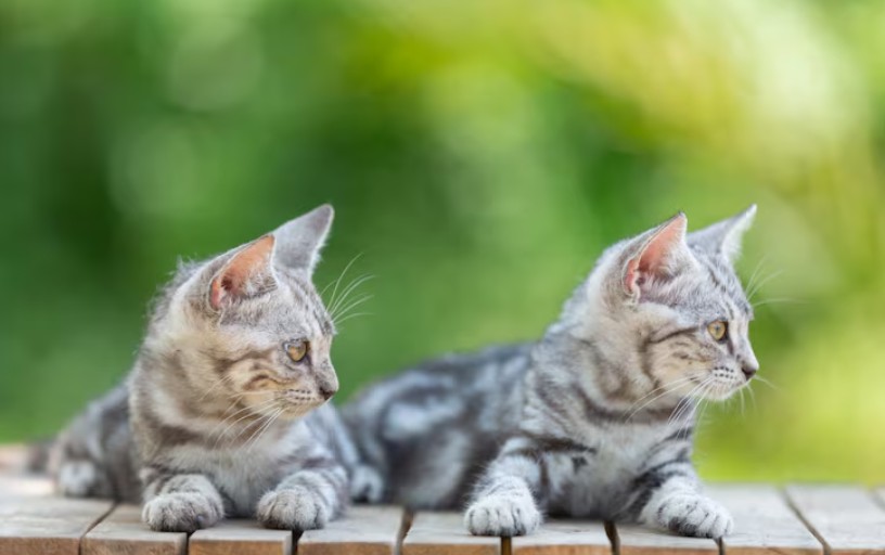 o insula din grecia ofera cazare si mese gratuite pentru cei care au grija de pisicile fara stapan 695d0a4c4fa9d