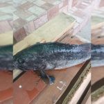 peste bizar in plasele pescarilor din marea neagra 6970b11321895