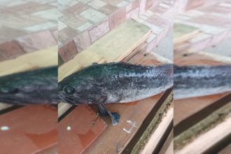 peste bizar in plasele pescarilor din marea neagra 6970b11321895