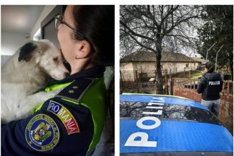 politistii constanteni au verificat in kogalniceanu fantanele si mangalia cum au grija proprietarii de animale pe timp de ger s a lasat cu amenzi 697caef3e234b