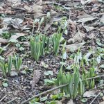 primii ghiocei si au facut aparitia la constanta galerie foto 697b0866d4b69