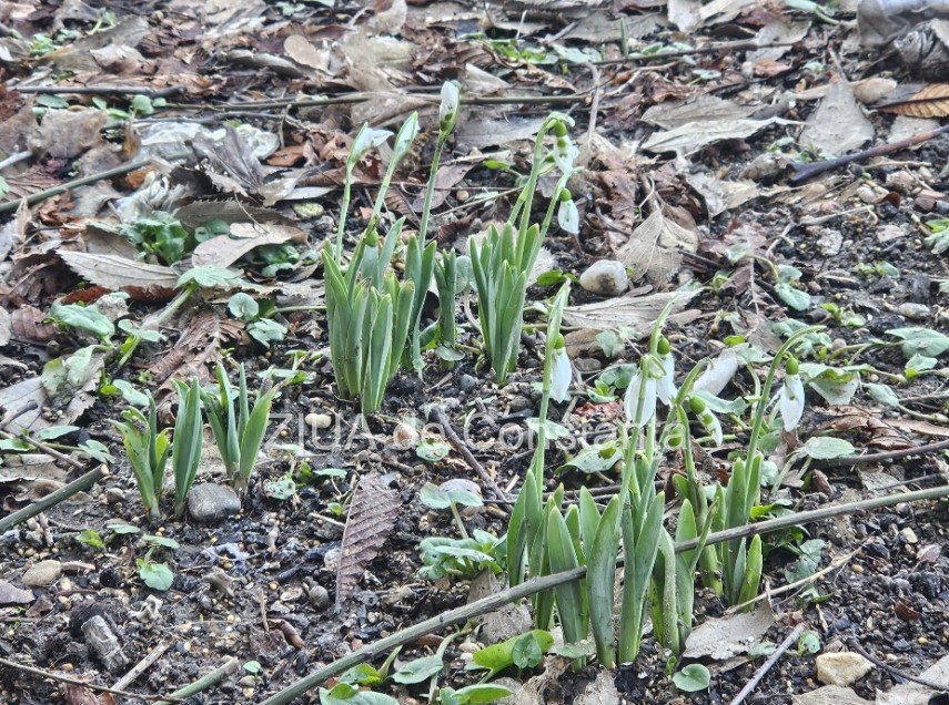 primii ghiocei si au facut aparitia la constanta galerie foto 697b0866d4b69