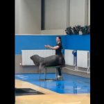 sezonul 2026 deschis oficial la delfinariul din constanta programul spectacolelor 695a1387e19be