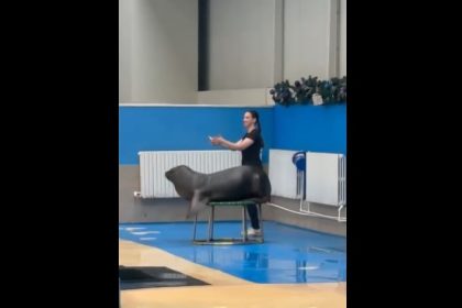 sezonul 2026 deschis oficial la delfinariul din constanta programul spectacolelor 695a1387e19be