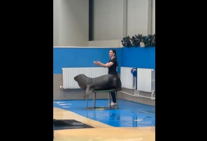 sezonul 2026 deschis oficial la delfinariul din constanta programul spectacolelor 695a1387e19be