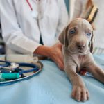 top trei firme din domeniul veterinar din judetul constanta 697cce95d3759