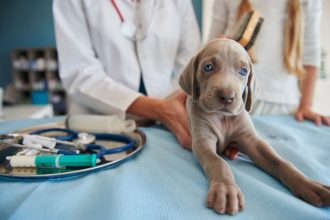 top trei firme din domeniul veterinar din judetul constanta 697cce95d3759