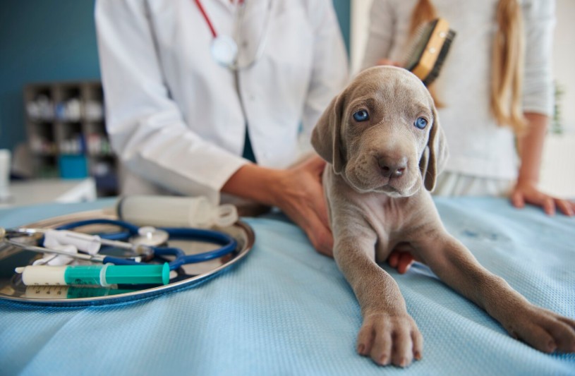 top trei firme din domeniul veterinar din judetul constanta 697cce95d3759