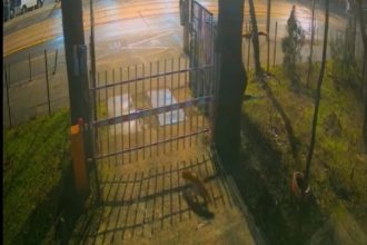 trei vulpi surprinse de camerele de supraveghere ale muzeului national de istorie naturala grigore antipa bucuresti 69593fe3969b7