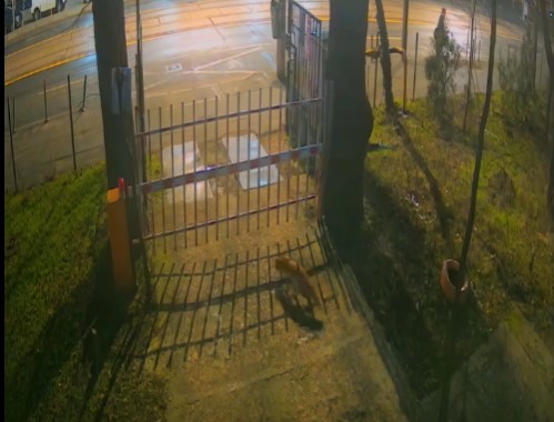 trei vulpi surprinse de camerele de supraveghere ale muzeului national de istorie naturala grigore antipa bucuresti 69593fe3969b7