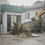 un simbol natural al bucurestiului a disparut stejarul secular de pe bulevardul ferdinand i s a prabusit 695e512c927f4